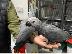PoulaTo: Ο αφρικανικός γκρίζος παπαγάλος Τσάρλι αγαπά πολύ και είναι...